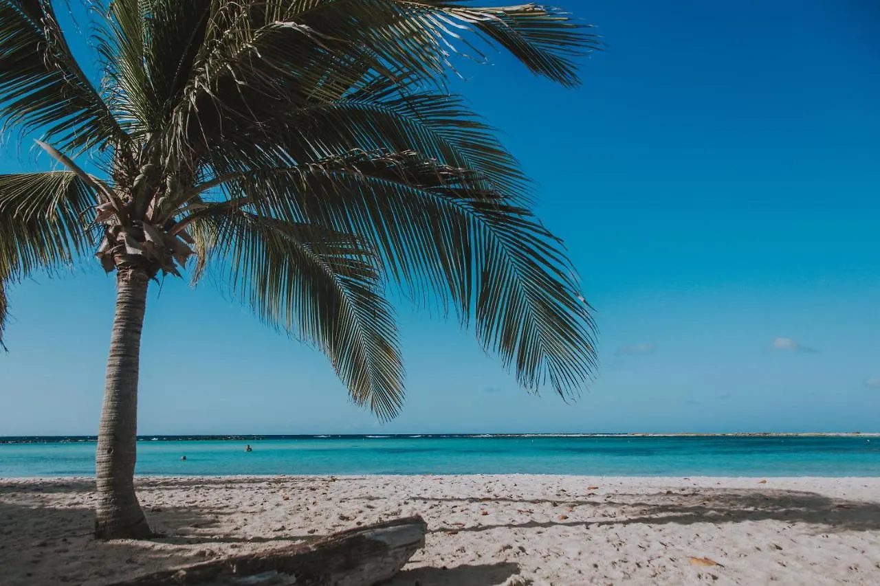 Apartamento You Will Aloe Vera Much This Studio Oranjestad Aruba